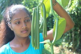 Harvesting ripe vanilla-beans